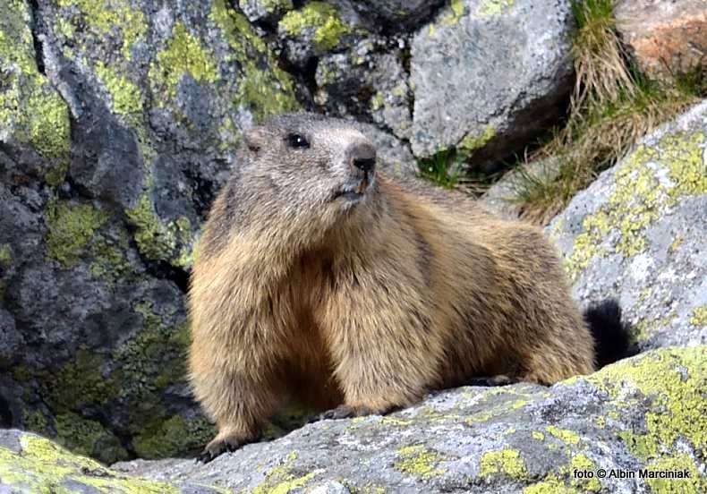 wiosna_w_tatrach_0029