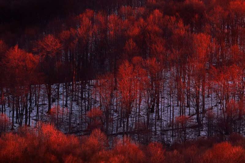 Buczyna karpacka Matysiak 010214 Otryt O7R3761z syg