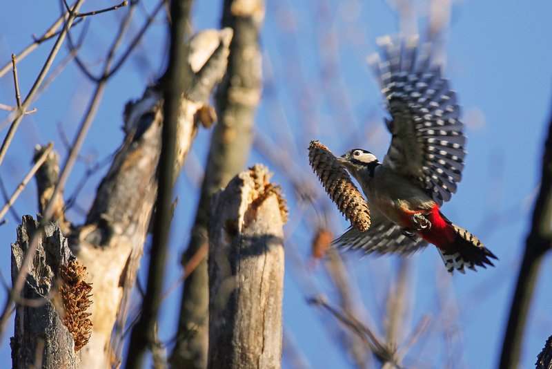Dzieciol duzy Matysiak 211012 Bieszczady O7R9924z syg