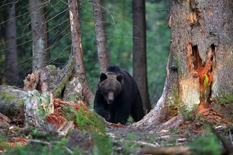 Niedzwiedz samiec Matysiak 230516 Cze T4A1484z syg