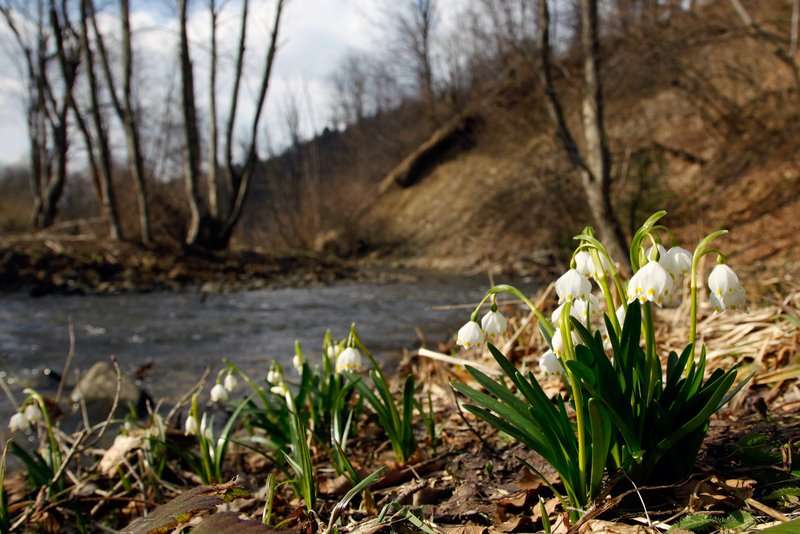 Sniezyca wiosenna Matysiak 230311 Bieszczady MG 5267z syg