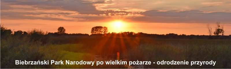 1 Biebrzański Park Narodowy po wielkim pożarze