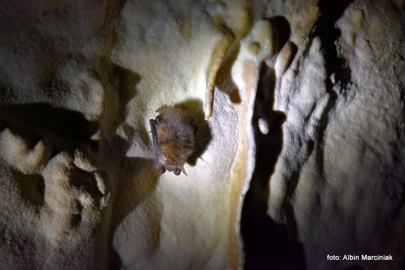 Jaskinia Raj Chęciny 6 stycznia 2019 60