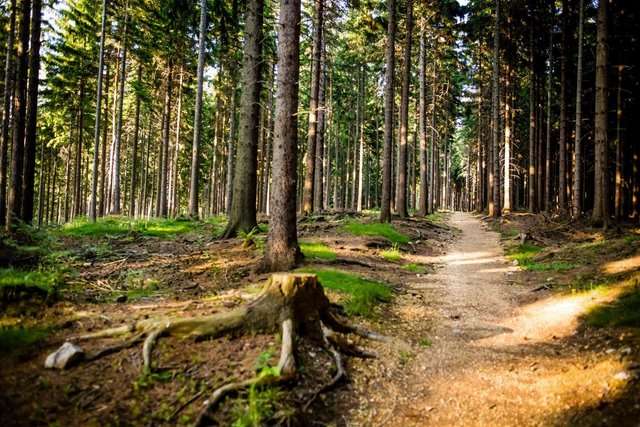 trasy biegowe runtrack