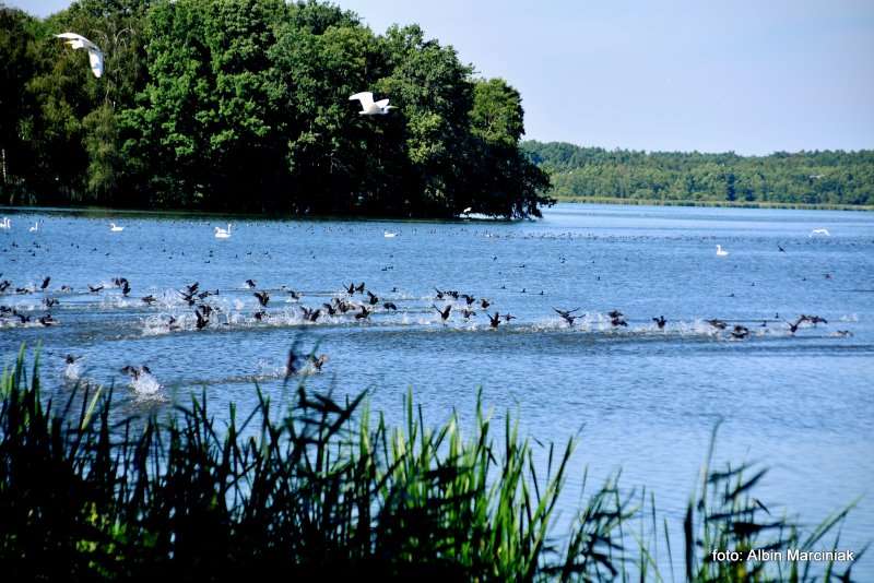 Milicz i Dolina Baryczy Stawy Milickie 16