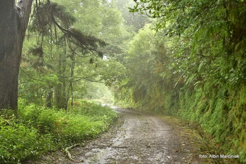 las wawrzynowy na Maderze 22