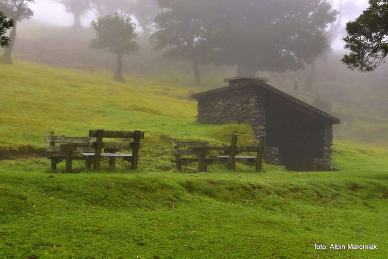 las wawrzynowy na Maderze 7