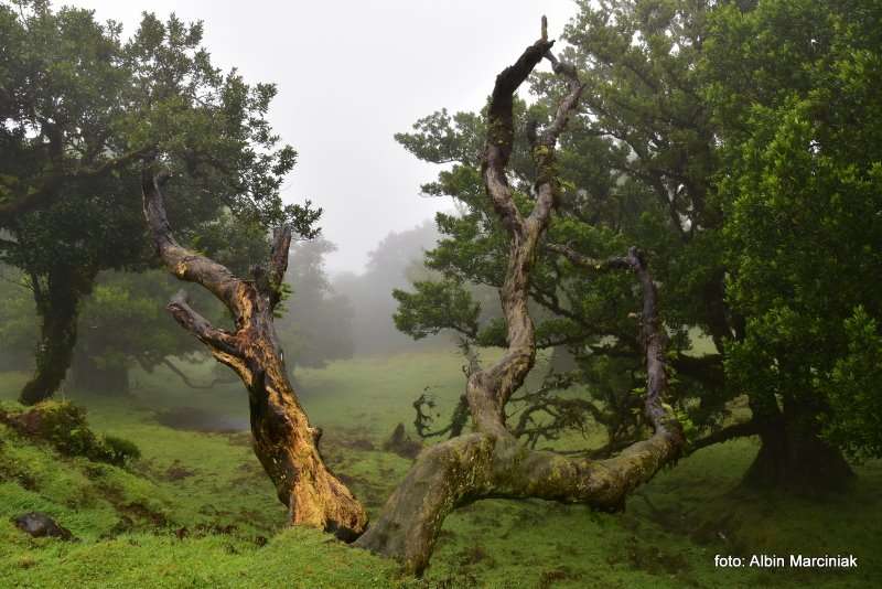 las wawrzynowy na Maderze 8