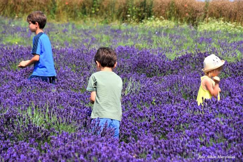 Tuczyno Lawendowa Kraina 2