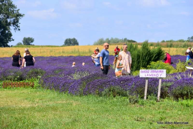 Tuczyno Lawendowa Kraina Zlotniki Kujawskie 2