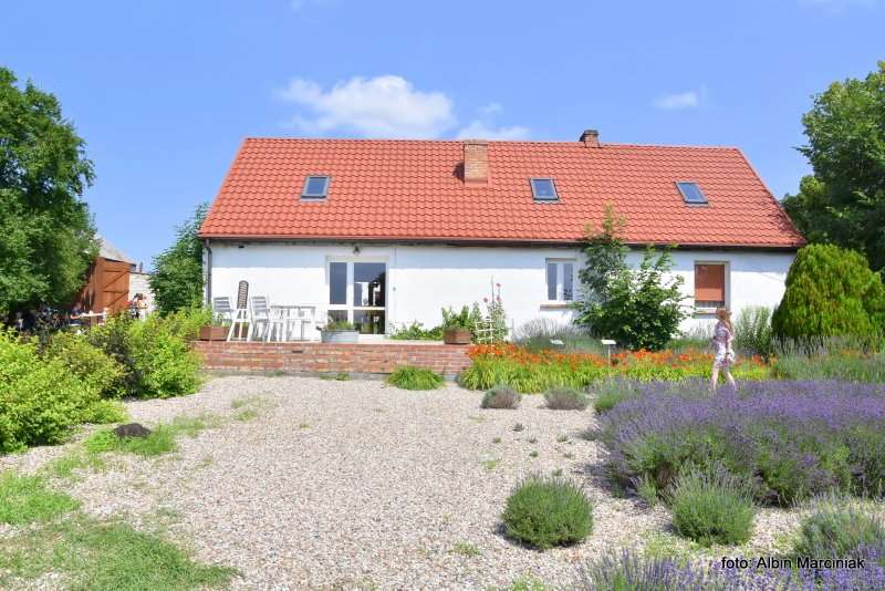 Tuczyno Lawendowa Kraina Zlotniki Kujawskie 5