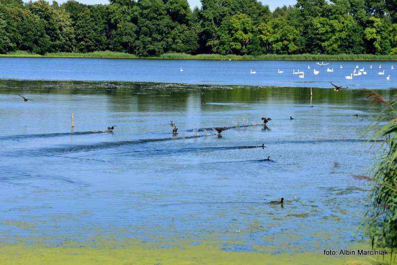 Milicz i Dolina Baryczy Stawy Milickie 18