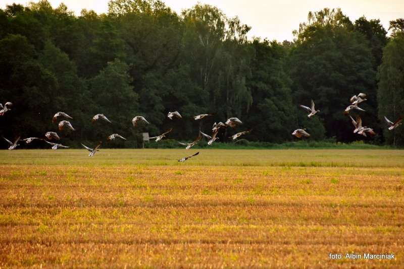 Milicz i Dolina Baryczy Stawy Milickie 22