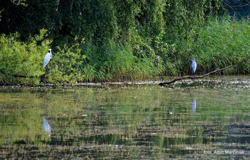 Milicz i Dolina Baryczy Stawy Milickie 25