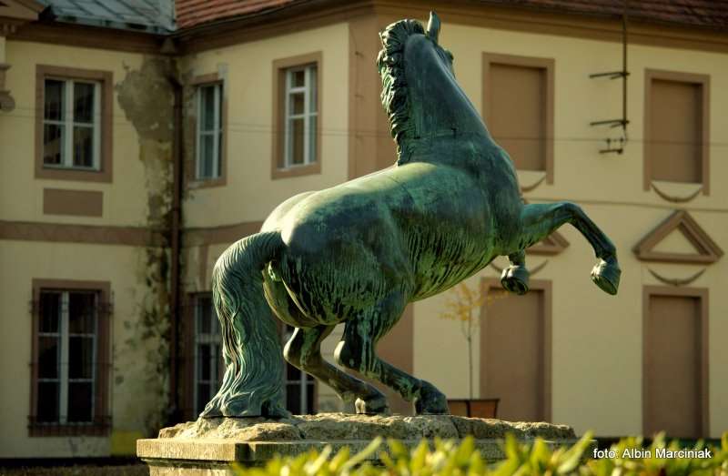 Milicz i Dolina Baryczy Stawy Milickie 3