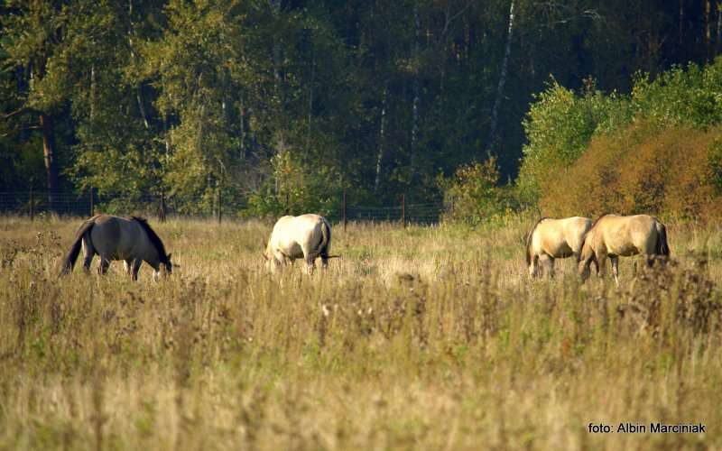Milicz i Dolina Baryczy Stawy Milickie 4