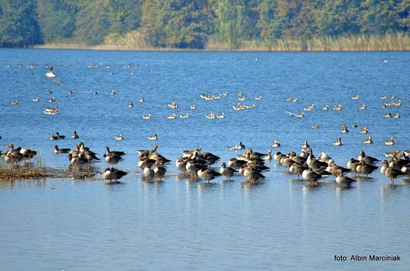 Milicz i Dolina Baryczy Stawy Milickie 6